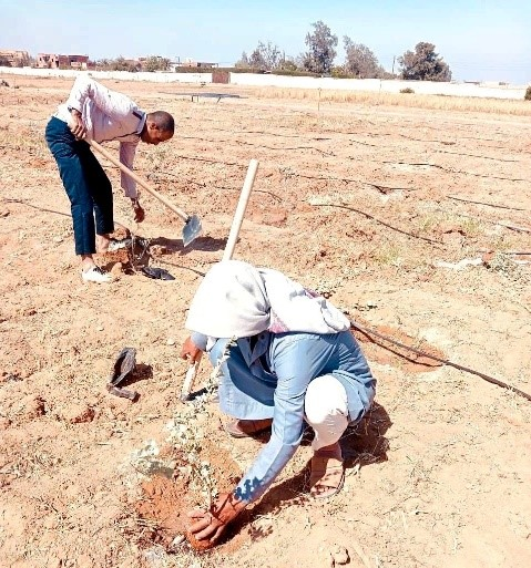 ConVErting marginal lands of the Mediterranean basin into productive and sustainable agroecosystems using low water demanding Neglected and Underutilized Specie